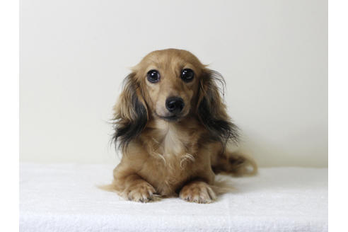 販売中のカニンヘンダックスフンド(ロングヘアード)の親犬
